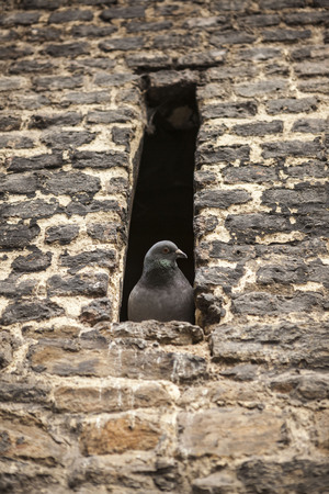 Grey postal pigeon sitting in the window of an old fortress.の写真素材