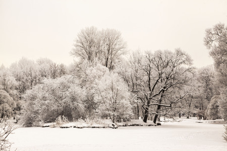 Beautiful views of Canadian winter forest in the snow at sunset frosty days. Trees covered in frost and snowの写真素材