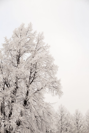 Beautiful views of Canadian winter forest in the snow at sunset frosty days. Trees covered in frost and snowの写真素材
