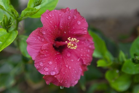 Big Red Hibiscus flower close-up on a bushの写真素材