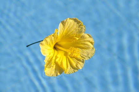 Big Hibiscus yellow flower close-up on blue waterの写真素材