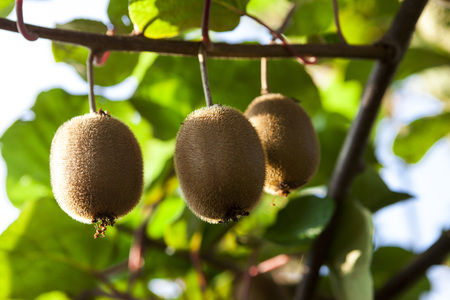 Close-up of ripe kiwi fruit on the bushes. Italy agritourism.の写真素材
