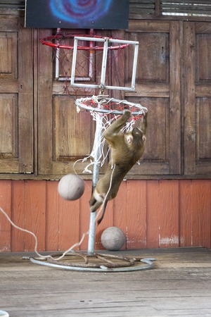 Circus performance Macaque playing basketball. Thailand Phuket.の写真素材