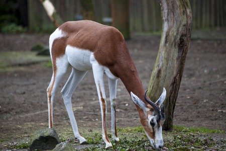 Young female gazelles eating grass in the zoo aviary. Springbok Antidorcas marsupialis.の写真素材