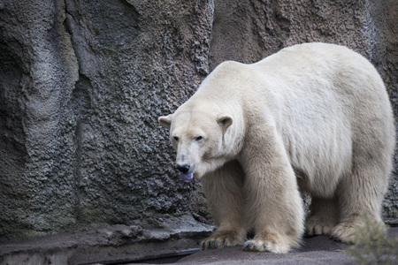 Polar bear close-up at the zoo. A large male polar bear walking in the zoo aviaryの写真素材
