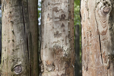 Large, dark, old wooden planks with green grass. Menu for the organic restaurant. Background for leaflets, wine lists, menus, business lunch.の写真素材