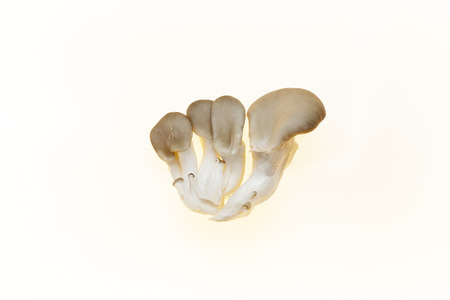 Oyster mushrooms fresh mushrooms on a white background closeupの写真素材