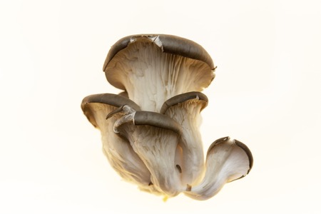 Oyster mushrooms fresh mushrooms on a white background closeupの写真素材