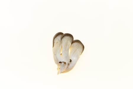 Oyster mushrooms fresh mushrooms on a white background closeupの写真素材