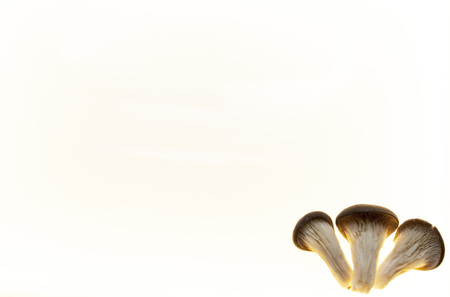 Background for mushroom, diet mushroom, menu mushroom flyers .Background for fungal pharmacies.の写真素材