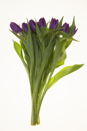 Fresh Dutch tulips a bouquet of purple flowers on a white backgroundの写真素材