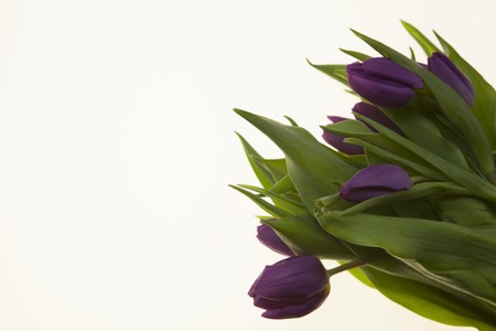 . Card with flowers for wedding invitations anniversary. Background for greeting card with flowers tulips.の写真素材