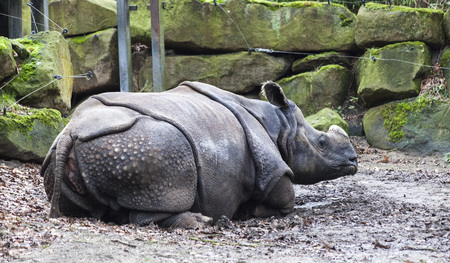 Sick Rhino without a horn. The victim of poachers. Rhino treated at the animal hospital of the national Parkの写真素材
