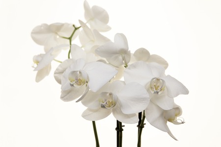 Branch white Orchid on a white backgroundの写真素材