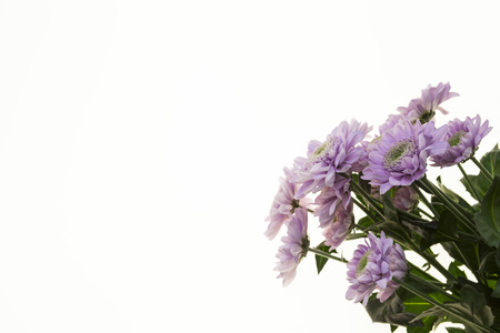 Bouquet of flowers purple chrysanthemums, closeup on a white backgroundの写真素材
