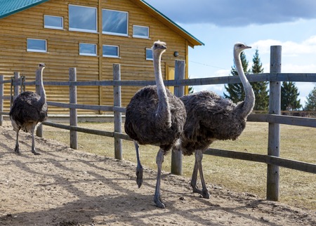 Ostriches in the paddock of the farm. Ostriches on the farm.の写真素材