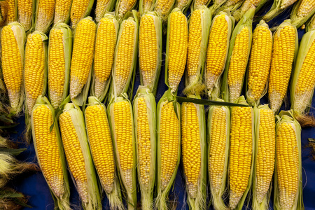 Fresh raw corn on the cob at the village marketの写真素材