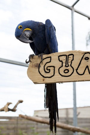 Big blue macaw parrot. A large bird in bright blueの写真素材
