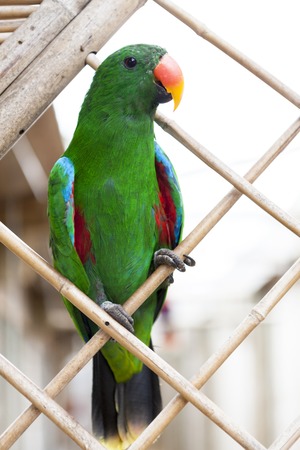 A large parrot is a green macawの写真素材