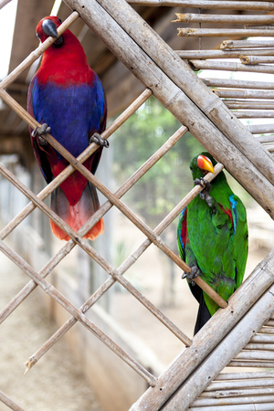 A pair of macaw parrots sit on a branch in the zoo