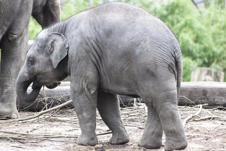 Indian elephant. Indian elephant in the zoo aviary.の写真素材