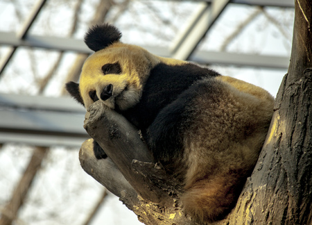 Giant Panda sleeping in a tree. Panda closeupの写真素材