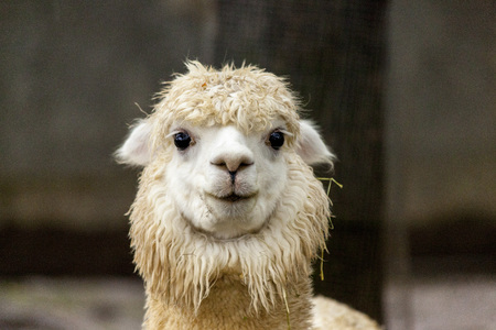 The female llama. Lama face closeup. Lama glama. Lama glama in the farm in Peruの写真素材