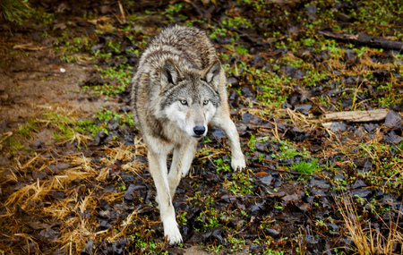 Wolf. A large wolf in the forest is preparing to attack.