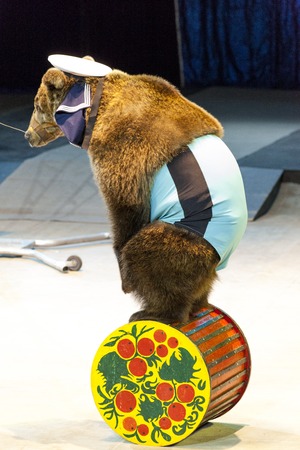 Circus bear. The bear performs in the circus arena.の写真素材