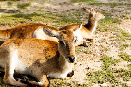 Family of gazelles. Springbok, Gazelle. The gazelle lies on the lawn in the savannahの写真素材