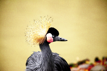 Black crane close-up of the river.の写真素材