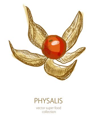 Physalis. Fruits on a white background. Food sketch line illustration. Vector in engraving styleのイラスト素材