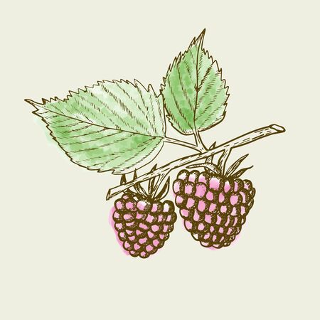 Hand drawn raspberry background. Retro sketch style vector eco food illustrationのイラスト素材