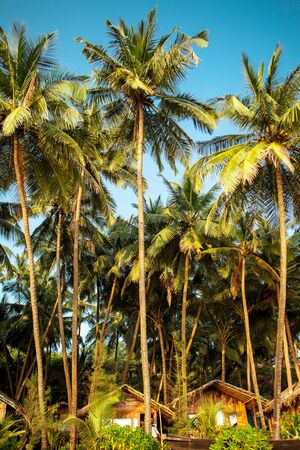 Cola beach Goa. South Goa India, Sunny tropical beachの写真素材