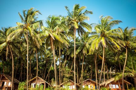 Cola beach Goa. South Goa India, Sunny tropical beachの写真素材