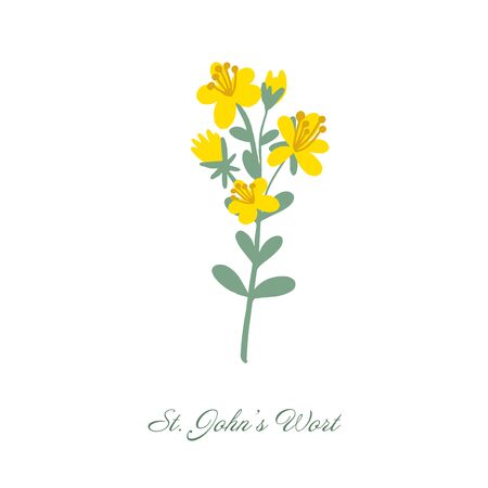 St. Johns wort medical botanical blossom plant. Vintage hand drawn colorful isolated illustrationのイラスト素材