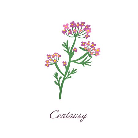Centaury flower. Medical herbs and plants vector illustration. Isolated on white background Green and pink floral symbol.のイラスト素材
