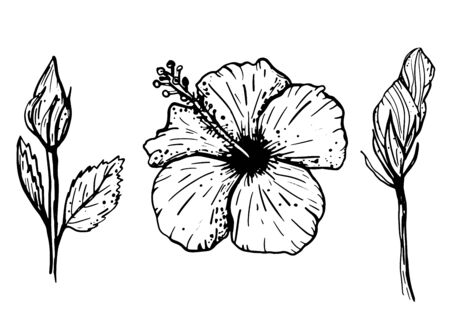 Set of hand drawn tropical hibiscus flowers. Botanical elements collection for design, cards, clothing, web and print. Vector illustration can be used for logo.のイラスト素材