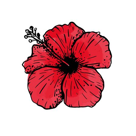 Hand drawn sketch of tropical red hibiscus flower. Botanical floral element for design, cards, clothing, web and print. Vector illustration can be used for logo.のイラスト素材
