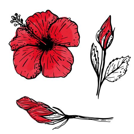 Set of hand drawn red tropical hibiscus flowers sketch. Botanical elements collection for design, cards, clothing, web and print. Vector illustration can be used for logo.のイラスト素材