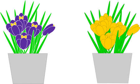 Potted yellow and purple crocusesのイラスト素材