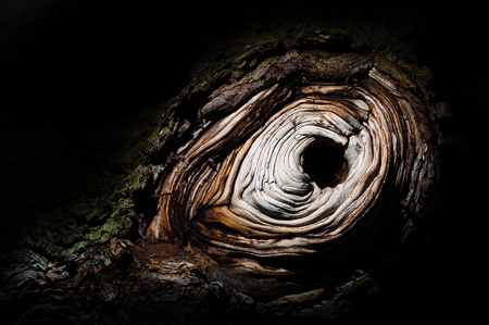 A hole in a tree trunk resembling an eyeの写真素材