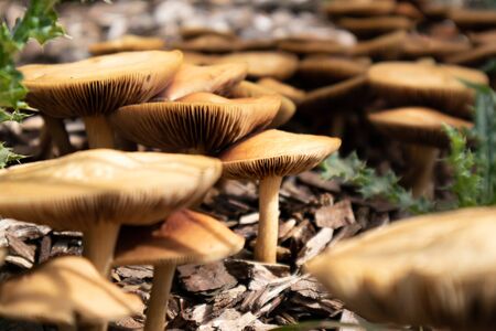 Mushrooms
