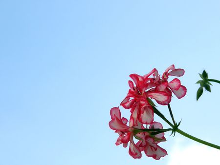 flower on sky    の写真素材