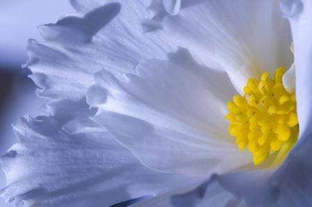 Blue flowerの写真素材