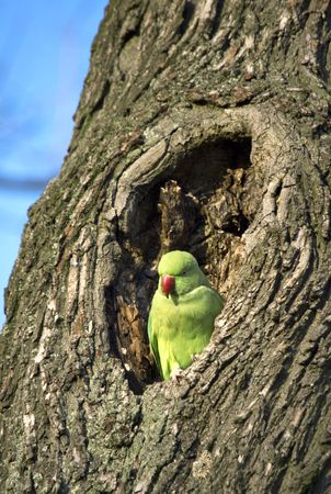 parrot の写真素材
