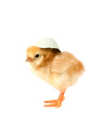 one chick on white background の写真素材