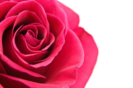 red rose on white backgroundの写真素材