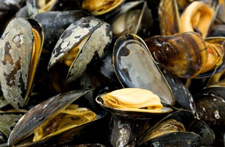 boiled mussels 