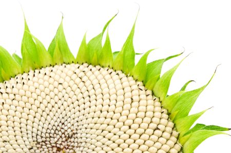 ripe sunflower on white backgroundの写真素材